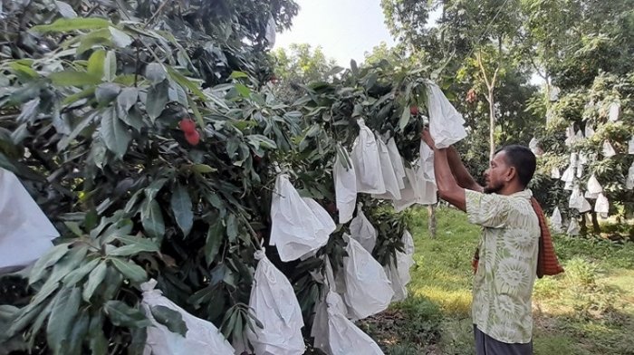 ঈশ্বরদীর বিষমুক্ত লিচু যাচ্ছে সংযুক্ত আরব আমিরাত