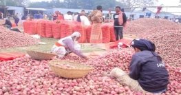 পাবনায় চারা পেঁয়াজ বাজারে উঠছে
