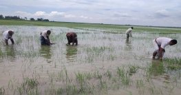 পাবনায় স্লুইসগেটের পানি ছাড়ায় এক রাতে ডুবল কয়েক শ বিঘা জমির ধান