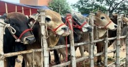পাবনা পশুর হাট, ইচ্ছামতো হাসিল আদায়ে ক্ষোভ